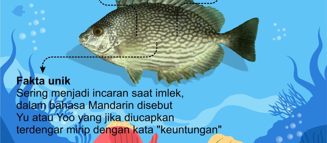 FAKTA UNIK IKAN DINGKIS/BARONANG – Si Ikan Pembawa Keberuntungan