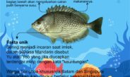 FAKTA UNIK IKAN DINGKIS/BARONANG – Si Ikan Pembawa Keberuntungan