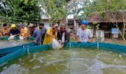 Diskan Batam Bangun Ratusan Bioflok, Budidaya Ikan Kian Modern
