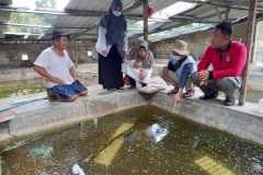 Kunjungan-ke-pembenihan-lobster-air-tawar