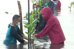 Penyuluh-perikanan-Batam-yang-juga-penggiat-pelestarian-mangrove-melakukan-penanaman-mangrove-bersama-Presiden-RI-Joko-Widodo-di-Pulau-Setokok